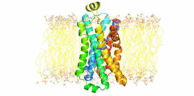 b2ar_membrane